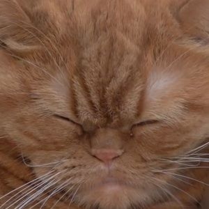 Meet your Posher, Grace